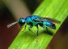 Earth may have three times more insect species than we thought