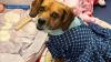 Second chance: Bella the dog thriving a year after traveling from Pittsburgh area to Colorado
