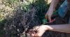 Gardeners urged to prune 9 plants in July to encourage ‘vigorous’ growth