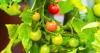 Tomato plants can grow bigger fruit if gardeners do Monty Don’s 5-minute task in July