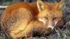 WSU researchers warn fox- and coyote-carried parasite can infect dogs