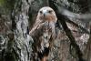 Feliks the eagle returns home after kidnapping