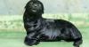 Prague Zoo welcomes great-grandson of sea lion Gaston, famous for his 2002 flood escape