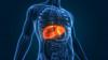 Scientists Create Tiny “Mini Livers” That Could One Day Replace Liver Transplants