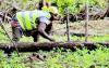 Rainforest Alliance Invests $15.5 Million to Prepare Cameroon Crops for Export Rules
