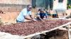 Cameroon Cocoa Prices Hit Season High of CFA2,250/kg Ahead of Harvest End