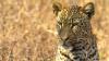 Fossils from German Quarry Reveal New Subspecies of European Leopard
