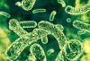 Probiotics and the gut-immune connection: A natural defense against modern health crises