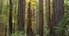 Humboldt NOW: What Made Trees Possible? New Research Points to Drought Survival