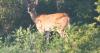 GFP Commission OKs Deer Hunting Limitations In SE South Dakota