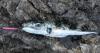 Greek fishermen struggle to keep up with pufferfish invaders