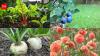 July gardening guide: 7 flowers, fruits, and vegetables to plant in the UK