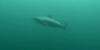 Great white shark spotted by fisherman in Harpswell, Maine