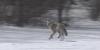 Vermont Supreme Court sides with state in coyote hunting, trapping case