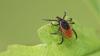 Most tick-infested places in Alabama. Here are the top 5 hotspots