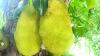 Oman’s 263-year-old jackfruit tree still standing