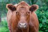Temple Momentum Builds: New Red Heifer Ignites National Push Toward Restoring Worship