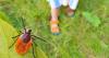 RIDOH reports Powassan virus case in Rhode Island resident