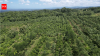 Costa Rica lost nearly half its forests in just a few decades, then planted millions of trees and became one of the world's greatest reforestation success stories