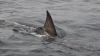 Shark bites 12-year-old boy 60 miles off the Bahamas, and brother uses swimsuit as tourniquet