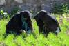 Remote areas: The Afghan women farmers keeping their village alive