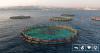 The ‘Chickenification’ Of Fish: Is Aquaculture The Next Poultry Farming?