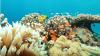 Discovery of antibacterial marine vehicles puts Gulf of Aqaba on global research map