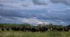 Texas, New Mexico screwworm cases have Waco-area ranchers on guard