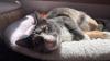 See photos of the Des Moines Register staffs' cats 