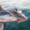 Scientists Uncover A Potentially Unique Hammerhead Population In Puerto Rico