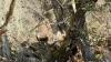 Nationwide Musk Deer Survey completes in Bhutan