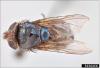 Watch continues for New World screwworm