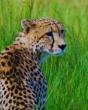 Cheetahs to Return to Luangwa Valley After 30 years