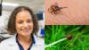 Maryland Tick Season Is Here: How To Avoid Bites, Spot Lyme Disease And Know When To See A Doctor