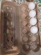 Iowa companies part of proposed egg fixing settlement