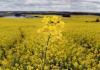 U.S. producers increase canola production