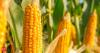 India corn exports set for three-year high on competitive pricing