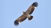 Feliks the Eagle Returns to Serbia After Middle East Trafficking Ordeal