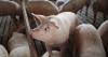U.S. hog industry: 40 years of consolidation and transformation