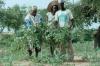 The Great Green Wall: Senegal and Niger’s Blueprint for Restoring the Sahel