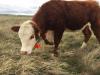Nebraska Grazing Conference set for Aug 4-5 in Kearney