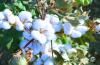 Uzbekistan to subsidize cotton clusters and accelerate VAT refunds.