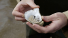 China and Irish oysters: A salty love story