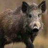 Arkansas rule sets requirements for future use of feral hog bait
