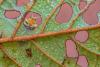 Scientists Thought Earth Had 6 Million Insect Species. A New Study Says It May Be Three Times More