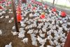 Australian poultry farms lock down after first bird flu cases detected