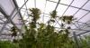 Marijuana leaf, vapes available to medical cannabis patients under new Georgia law