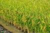 South Korea’s rice production continues to decline