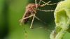 First human West Nile virus case of 2026 reported in Bear River Health District