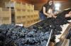 Oregon wine research forges on with $400K in grants
